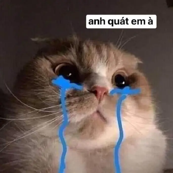 Bộ sưu tập ảnh meme cute khiến bạn cười nghiêng ngả mỗi ngày
