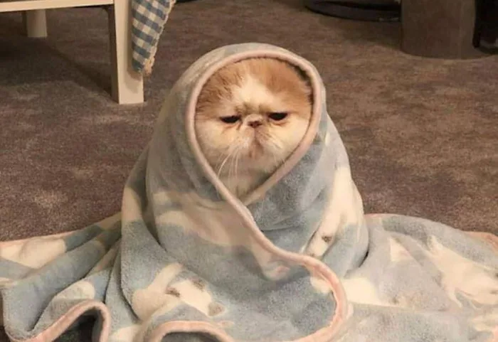 Tổng hợp các ảnh meme dỗi dễ thương, hài hước và vui nhộn