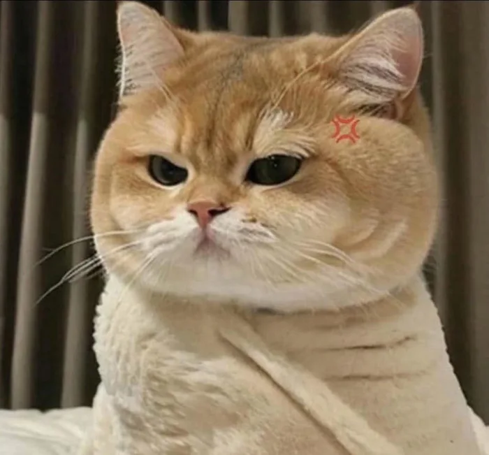 Bộ sưu tập 134+ ảnh meme giận dỗi cực đáng yêu cho bạn