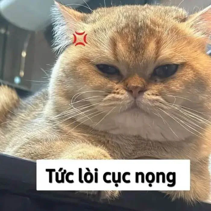 Gợi ý 38+ ảnh meme tức giận cute hài hước khiến bạn bật cười