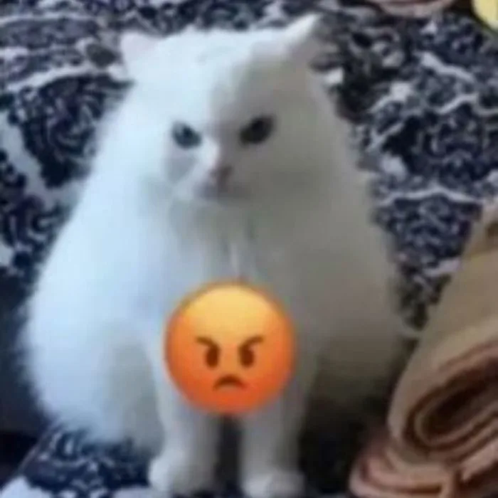 Tổng hợp bộ ảnh meme tức giận cute hài hước nhất mạng xã hội
