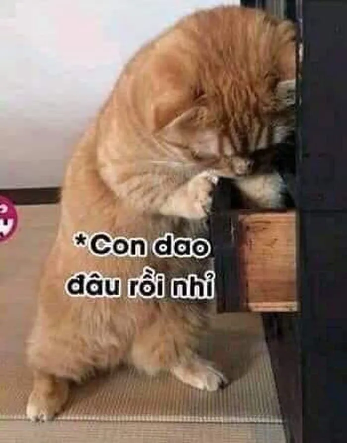 Meme Mèo Dỗi Siêu Dễ Thương [Ảnh Mèo Giận Người Yêu Cute]