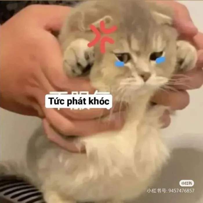 Bộ sưu tập ảnh Meme dỗi cute cưng xỉu, thả đâu cũng hợp mood