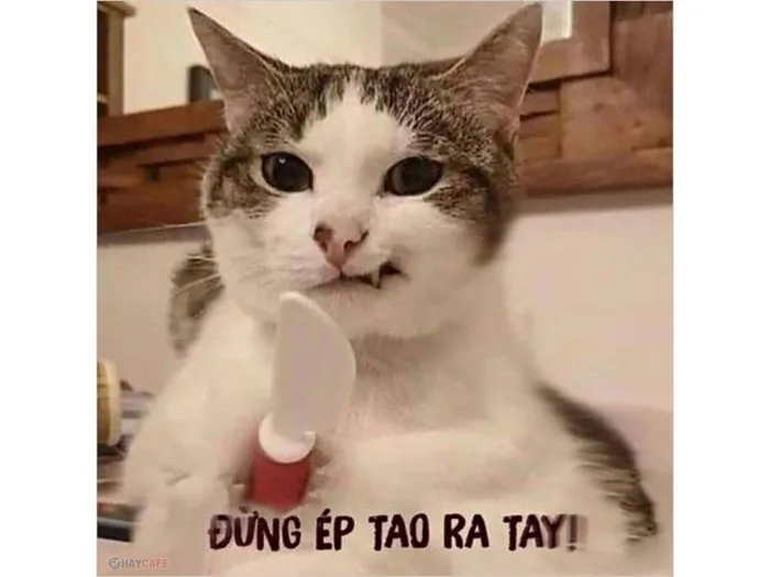 Tổng hợp 101+ ảnh meme mèo bựa, hài hước và đáng yêu