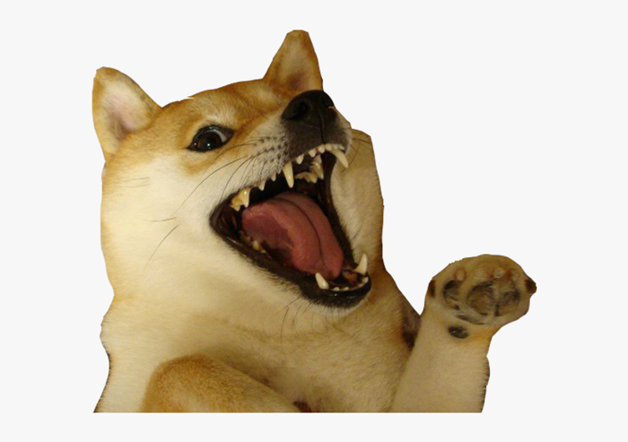 Shiba Dog