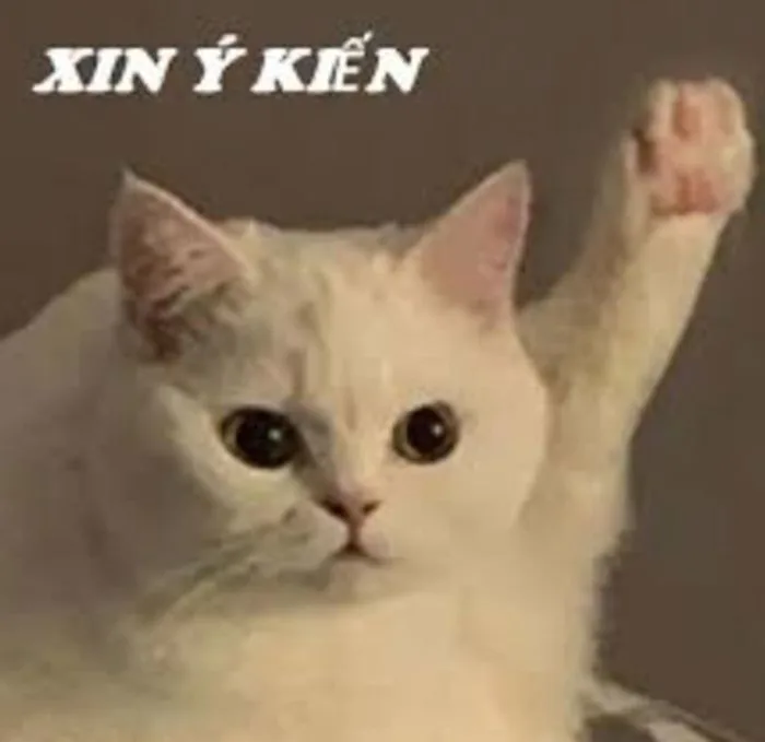 Bộ Sưu Tập Ảnh Meme Giơ Tay Cười Chảy Nước Mắt 2026