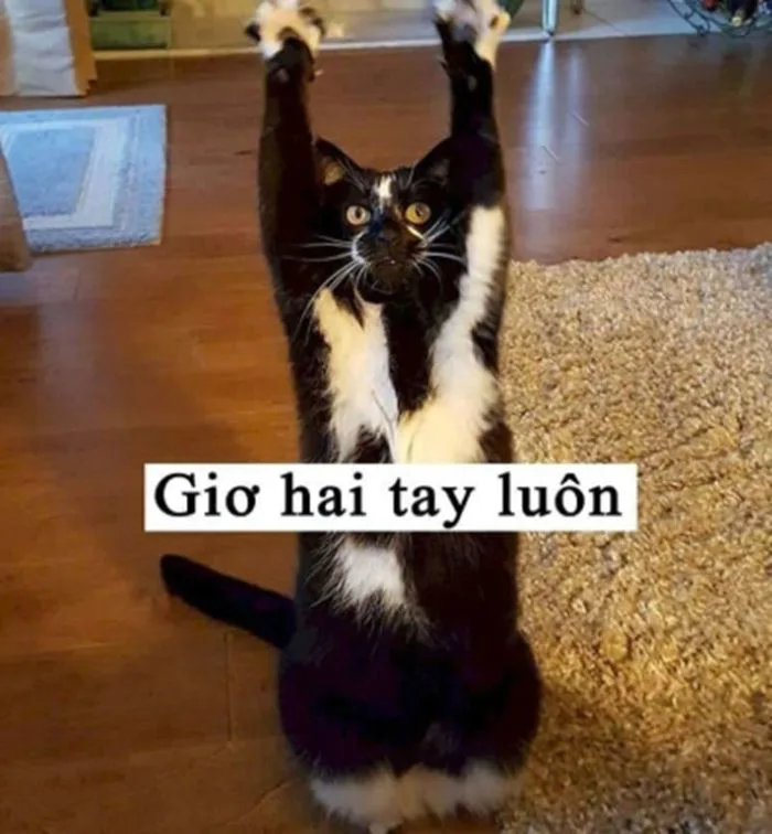 Bộ Sưu Tập Ảnh Meme Giơ Tay Cười Chảy Nước Mắt 2026