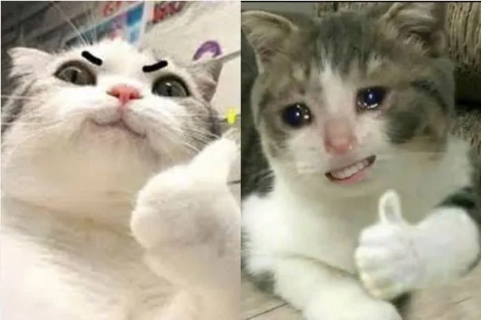 Cười vỡ bụng với bộ sưu tập meme giơ tay siêu hài hước: Bạn đã xem hết chưa?