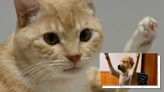 Tổng hợp những hình ảnh Meme Giơ Tay hài hước và ý nghĩa nhất 2026