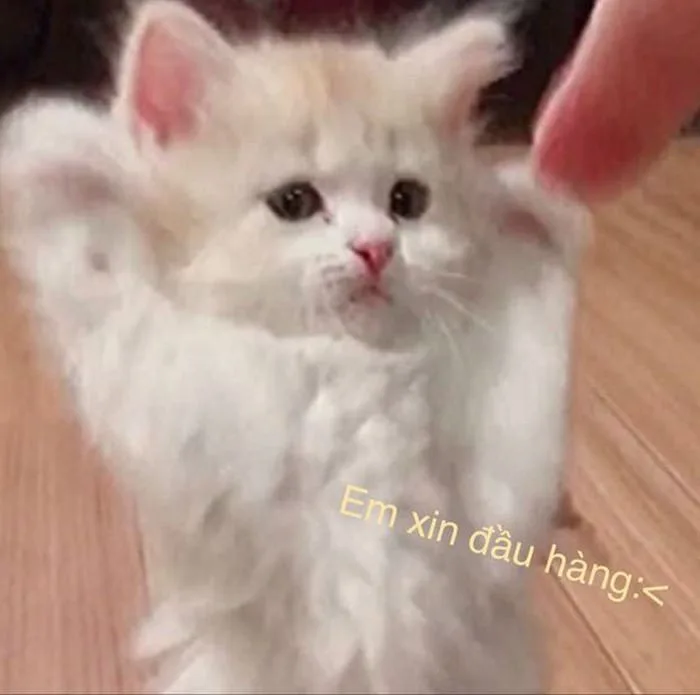 Meme Giơ Tay, Em Bé Giơ Tay Hài Hước [Chế Siêu Bá Đạo]