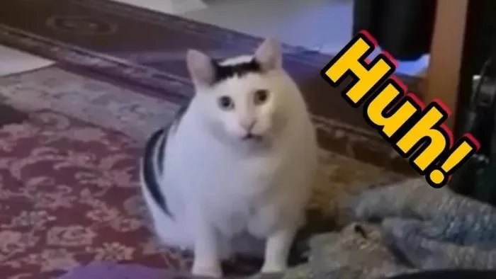 Tổng Kho 250+ Meme Mèo Bựa, Ảnh Chế & GIF Hài Hước 2026