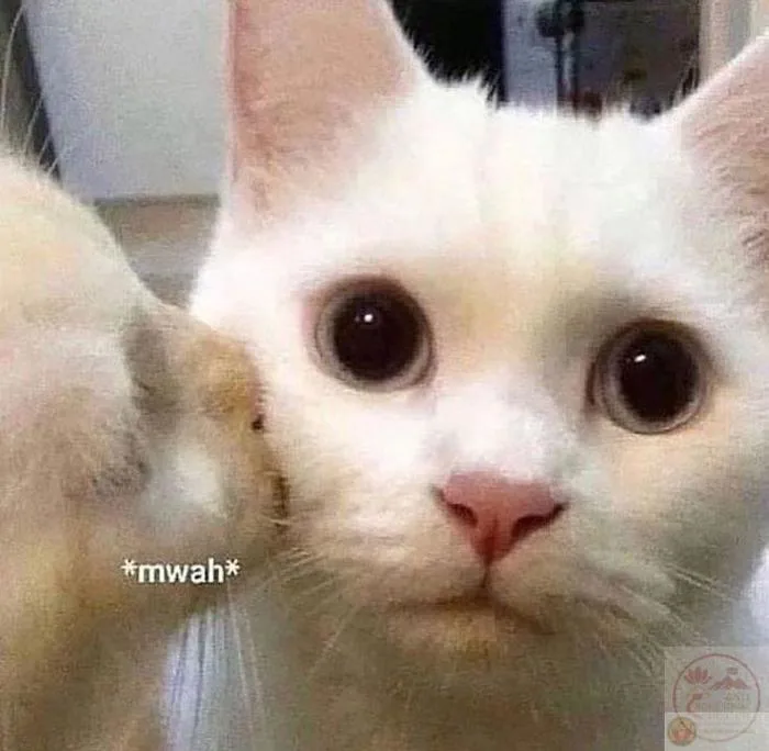 Meme hôn: 190+ ảnh hôn má, môi, gió từ cute đến bựa