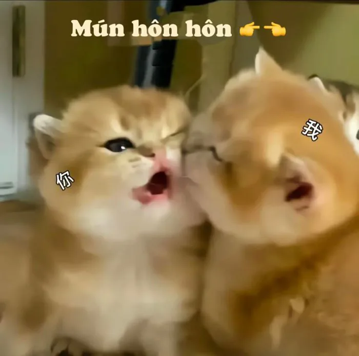 Mún hôn