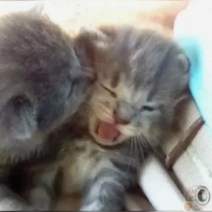 Meme hôn: 190+ ảnh hôn má, môi, gió từ cute đến bựa