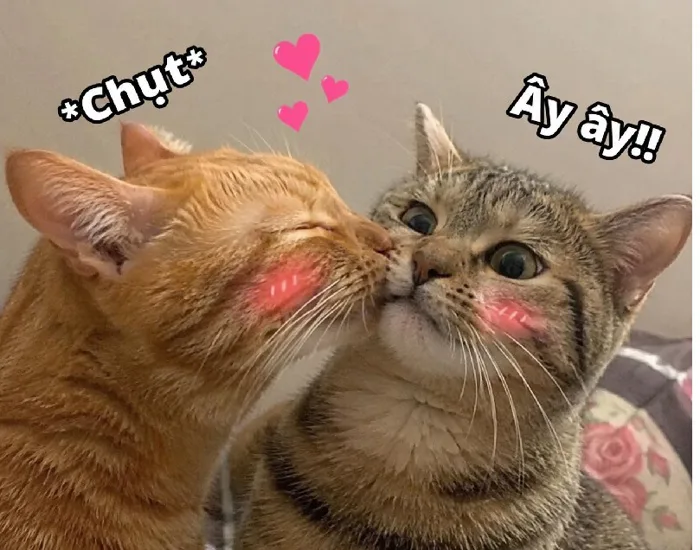 157+ Meme Hôn Hun người yêu môi má ảnh chế siêu cute