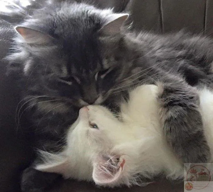Meme hôn: 190+ ảnh hôn má, môi, gió từ cute đến bựa