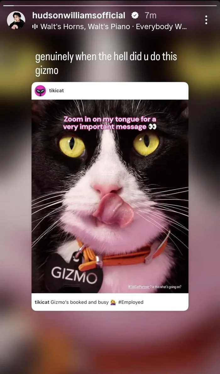 Hudson Williams vừa đăng story Instagram mới cùng Gizmo 🐱 :  r/hudsonwilliams