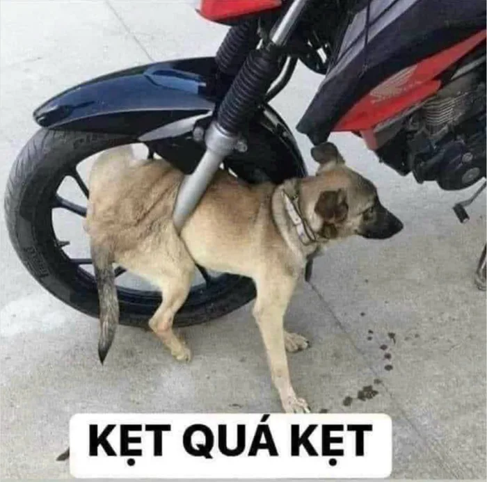 meme-ket-xe-1