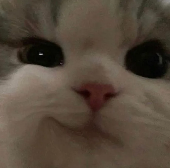 Tổng hợp những meme khinh bỉ độc đáo