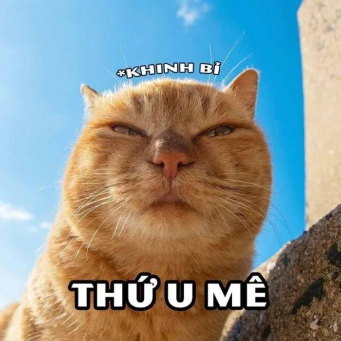 Cười ngất với ảnh meme khinh bỉ hài hước khiến bạn bật cười