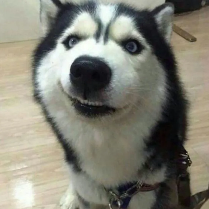 Cười ngất với ảnh meme khinh bỉ hài hước khiến bạn bật cười