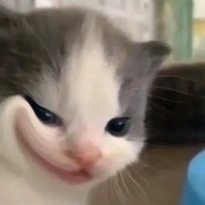 Top 100+ Meme Khinh Bỉ hài với biểu cảm xem thường không thể lầy lội hơn