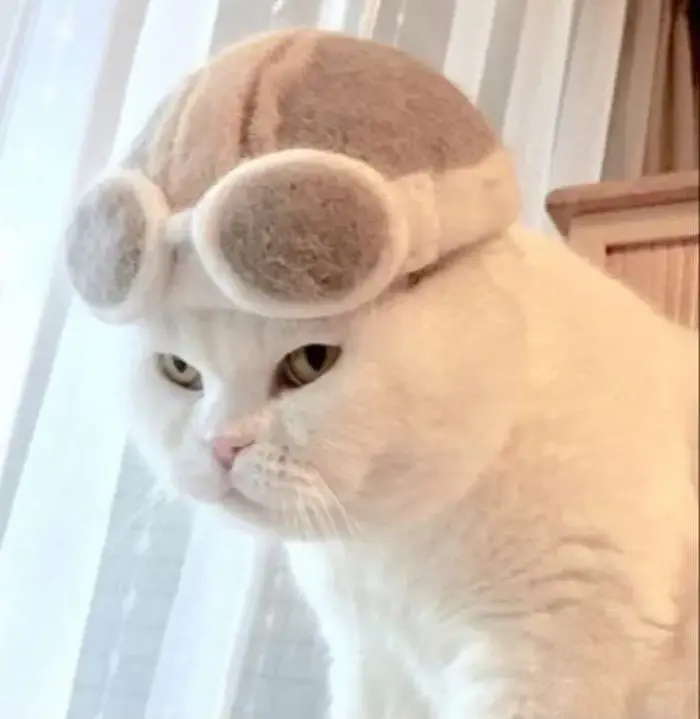 148+ Meme Chó Lườm, liếc bựa banh chành không lối thoát