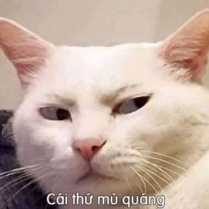 Cười ngất với ảnh meme khinh bỉ hài hước khiến bạn bật cười