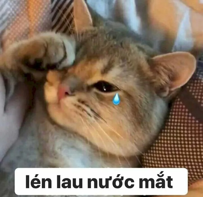 101 ảnh meme mèo khóc hài hước, chất lượng cao, tải miễn phí