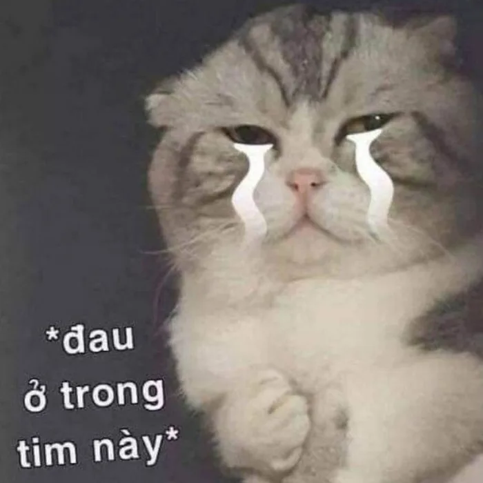 100+ meme mèo khóc cực kỳ hài hước, tấu hề