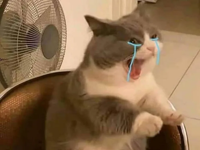 Các mẫu meme mèo khóc viral nhất cõi mạng và điều thú vị phía sau