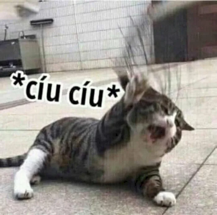 101 ảnh meme mèo khóc hài hước, chất lượng cao, tải miễn phí