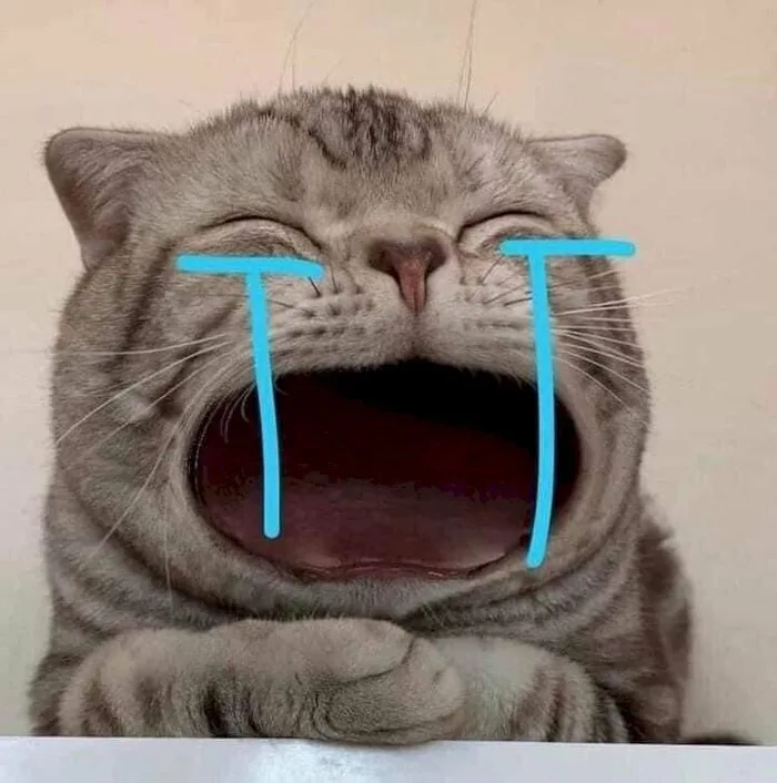 101 ảnh meme mèo khóc hài hước, chất lượng cao, tải miễn phí