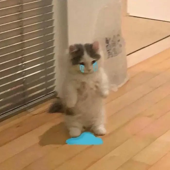 Cười ngất với 100+ Meme Mèo Khóc Lóc, Khóc Thét vừa đáng thương vừa nhây bựa