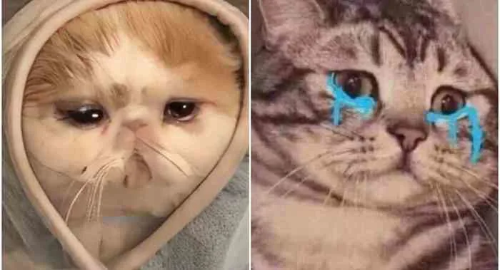 Tổng hợp các meme khóc siêu độc đáo và hài hước