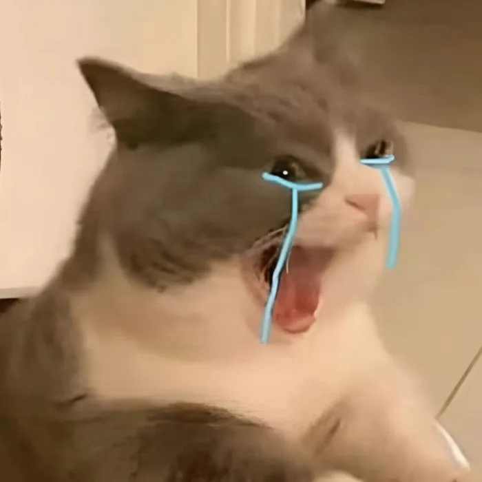 100+ meme mèo khóc cực kỳ hài hước, tấu hề