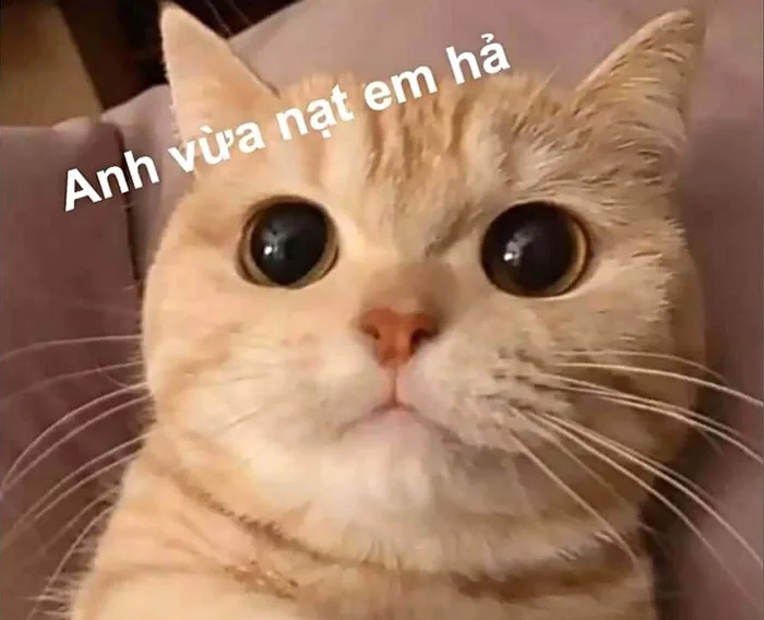 Tổng hợp ảnh meme cute có chữ và hot nhất trên mạng xã hội