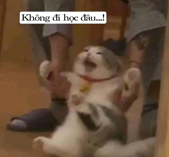 Tổng hợp ảnh meme không độc đáo vui nhộn và siêu hài hước