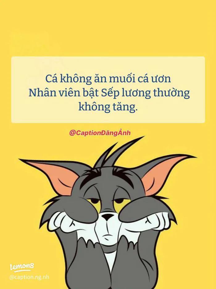 Status hài hước cho dân đi làm: meme mèo mệt mỏi, thơ chế 
