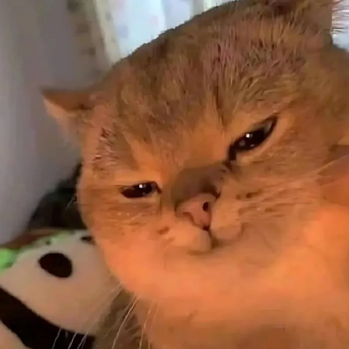120+ ảnh meme mèo cười đểu, nhe răng, siêu bựa hài hước