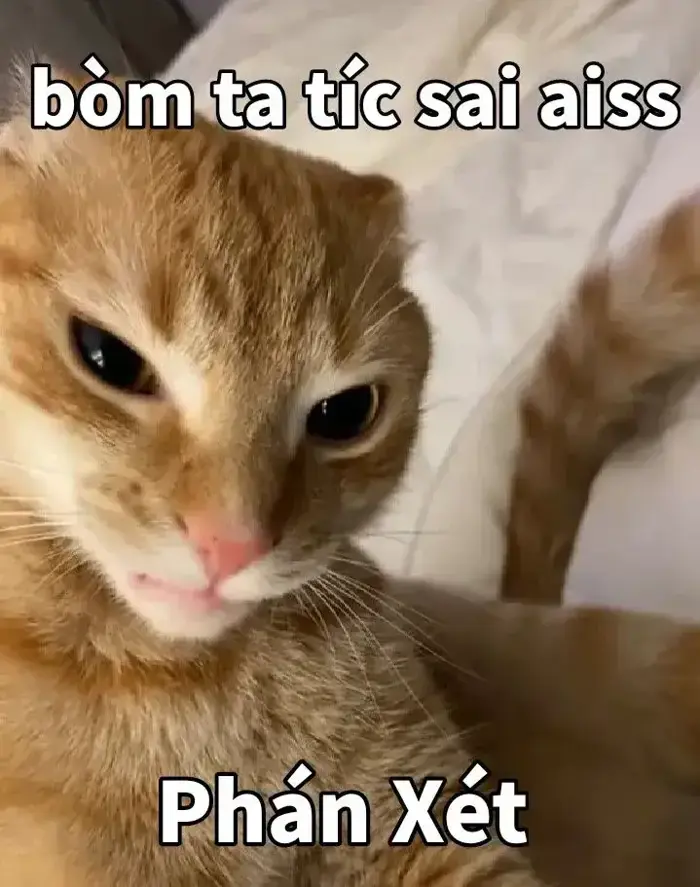 Bộ sưu tập 50+ ảnh Meme Mèo Phán Xét với đủ cung bậc từ hài hước đến gắt gao