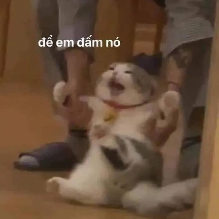 Khám phá 360 ý tưởng Meme mèo và hài hước về mèo trong 2026 | mèo hài hước,  meme động vật, ảnh động vật hài hước và các ý tưởng khác