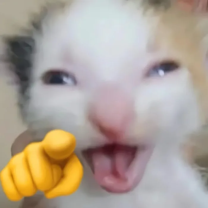 299+ Ảnh meme mèo HÀI HƯỚC, cực đáng yêu, cute, vui nhộn nhất