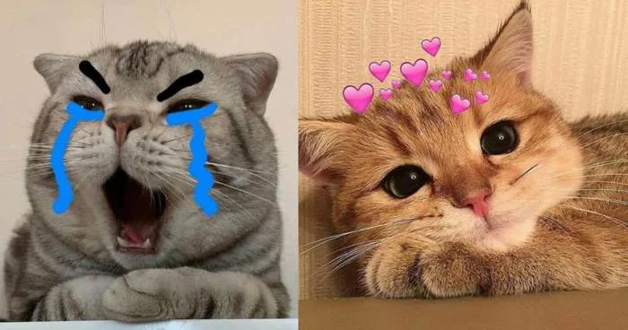 99+ meme mèo cười đểu, haha, nhếch mép, chỉ tay nham hiểm - JBAGY