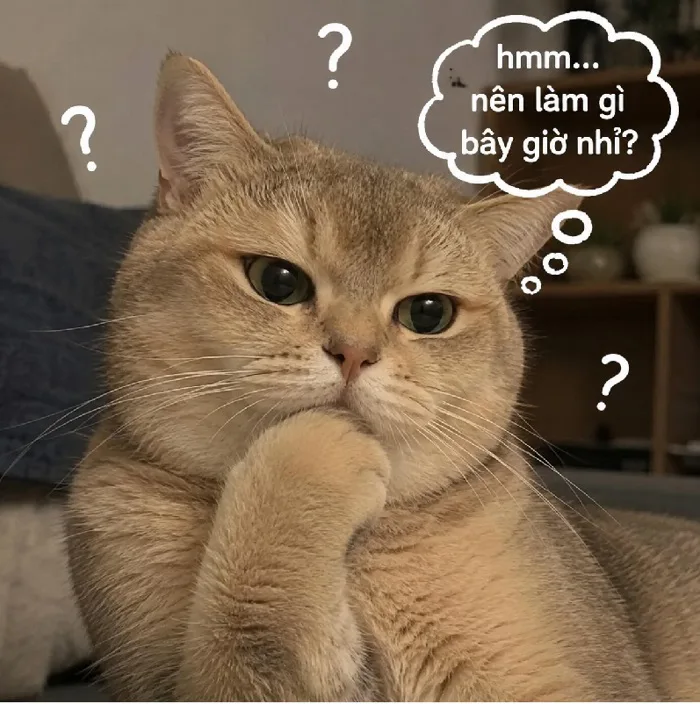 148+ Meme Mèo Suy Nghĩ bá đạo dân mạng cười rớt hàm