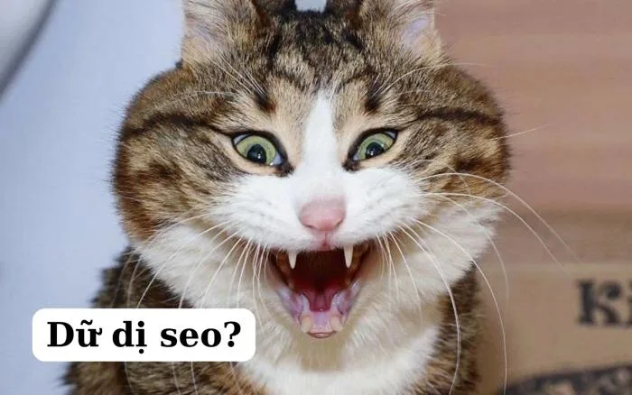 Tổng hợp 100+ meme mèo hài hước, cute, vui nhộn nhất 2024