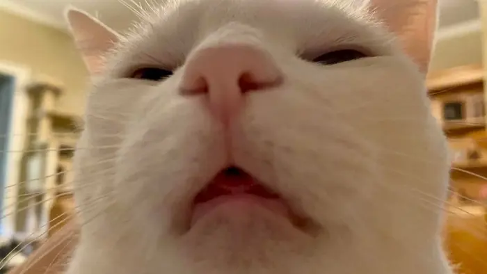 Cười xỉu với ảnh chế meme mèo bựa cực lầy cực độc đáo