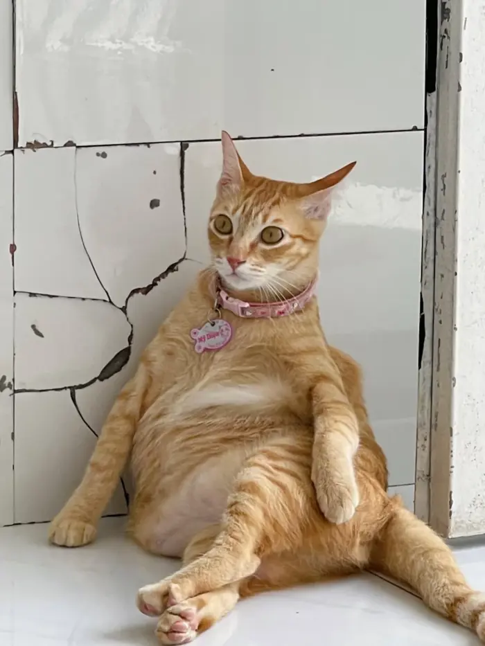 Tổng Hợp 1001+ Hình ảnh Meme Mèo Cực đáng Yêu Cho Các Sen