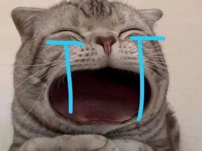 Tổng hợp 101+ ảnh meme mèo bựa, hài hước và đáng yêu