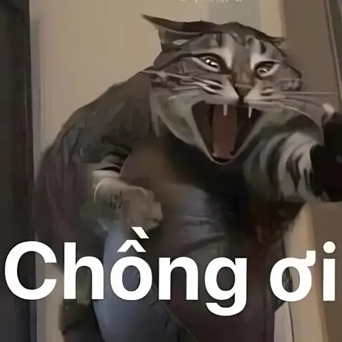 Tải ngay meme mèo hài hước để troll bạn bè cực vui